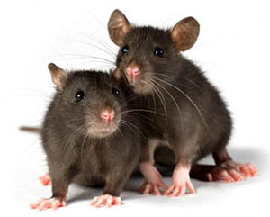 Leaks caused by RODENTS increase
